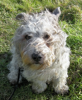 Rainbow Bridge Glen - sunny