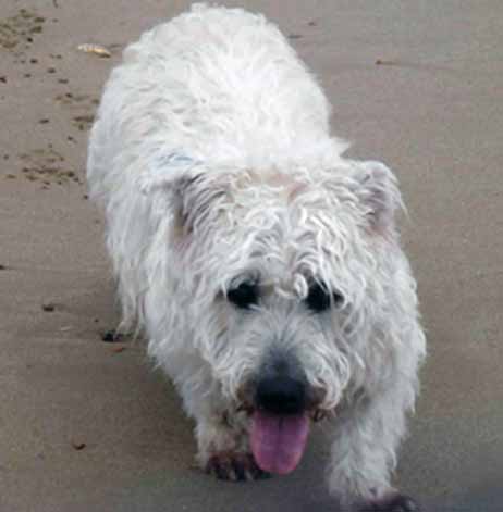 Rainbow Bridge Glen - Finn