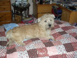 Rainbow Bridge Glen - Seamus