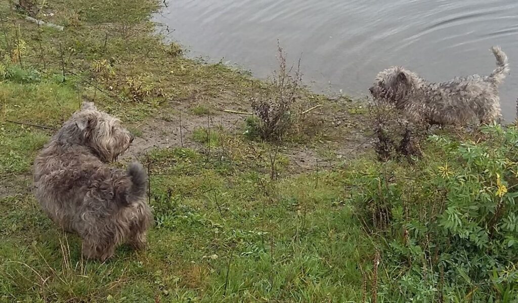 Rainbow Bridge Glen - doris