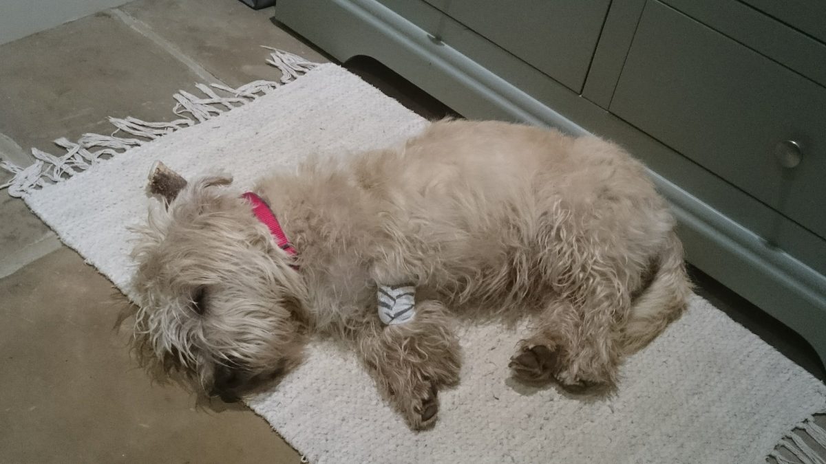 Wheaten puppy with bandage