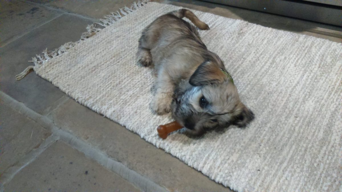 Wheaten puppy teething