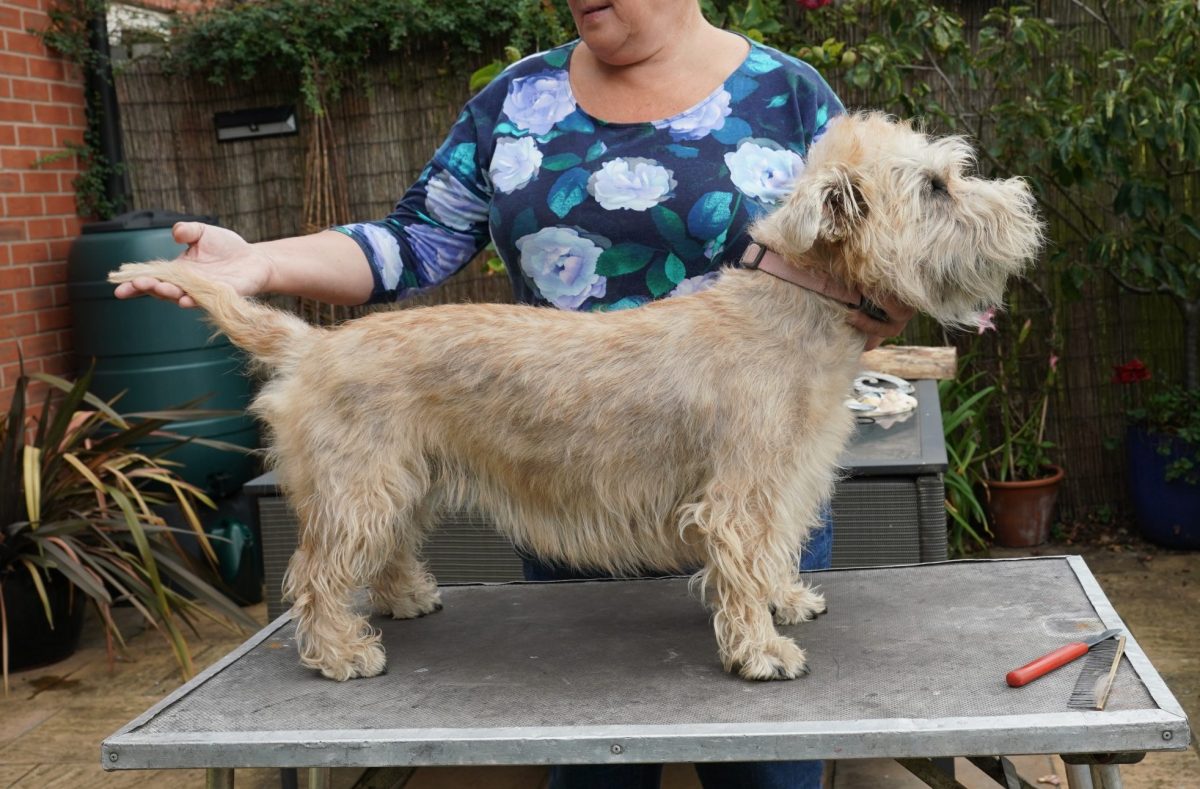 Wheaten Glen After Stripping