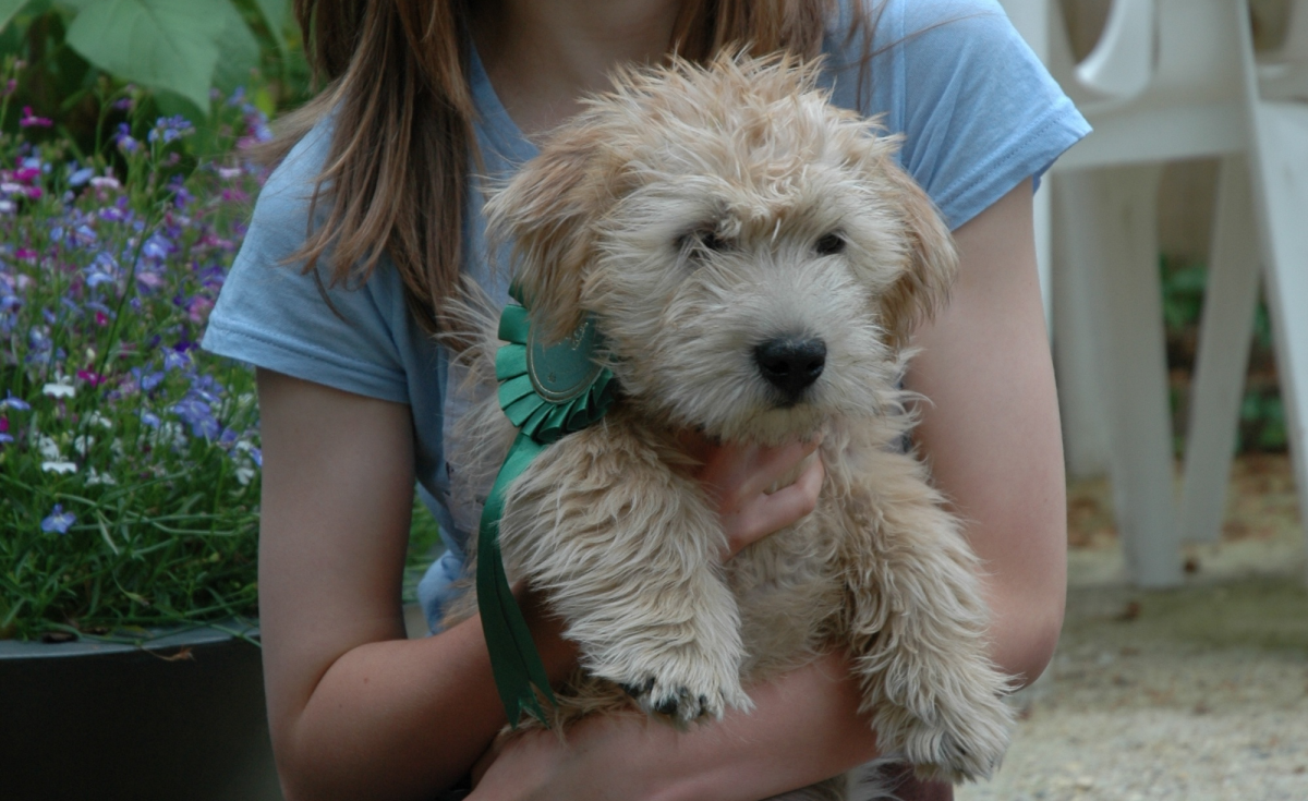 Girl with wheaten puppy