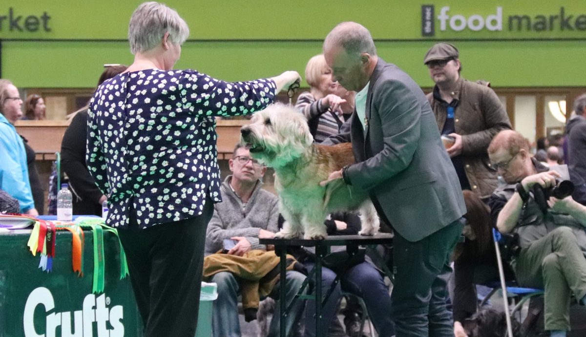 Wheaten Glen on the Show Table