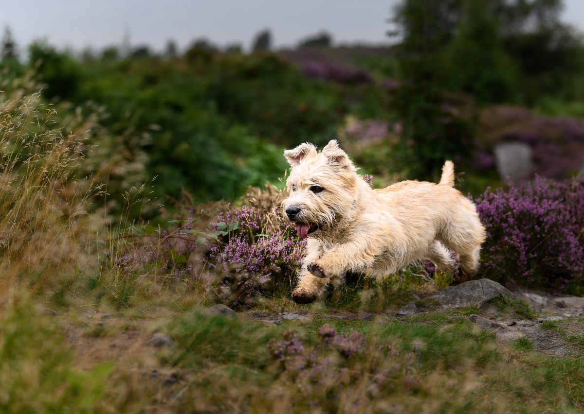 Wheaten Glen of Imaal Terrier running across moorland