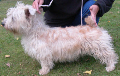 Typical hairy wheaten Glen, Kate