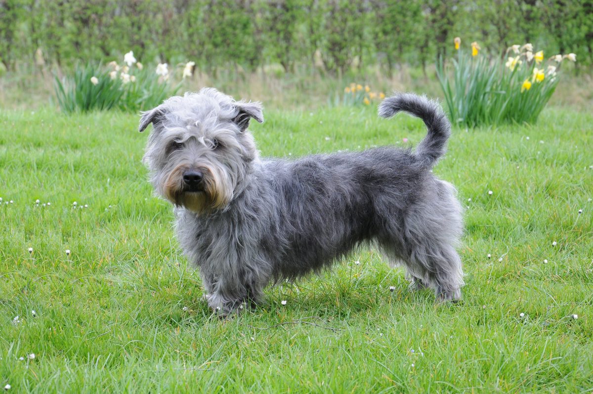 Connor Glen of Imaal Terrier