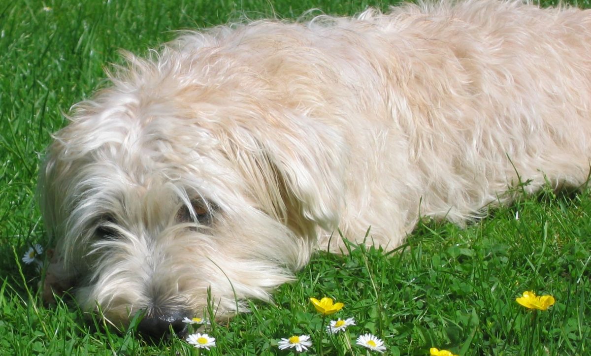 Wheaten Glen laying down in grass