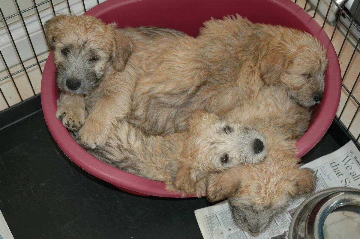 Four Wheaten Glen puppies in a red bed